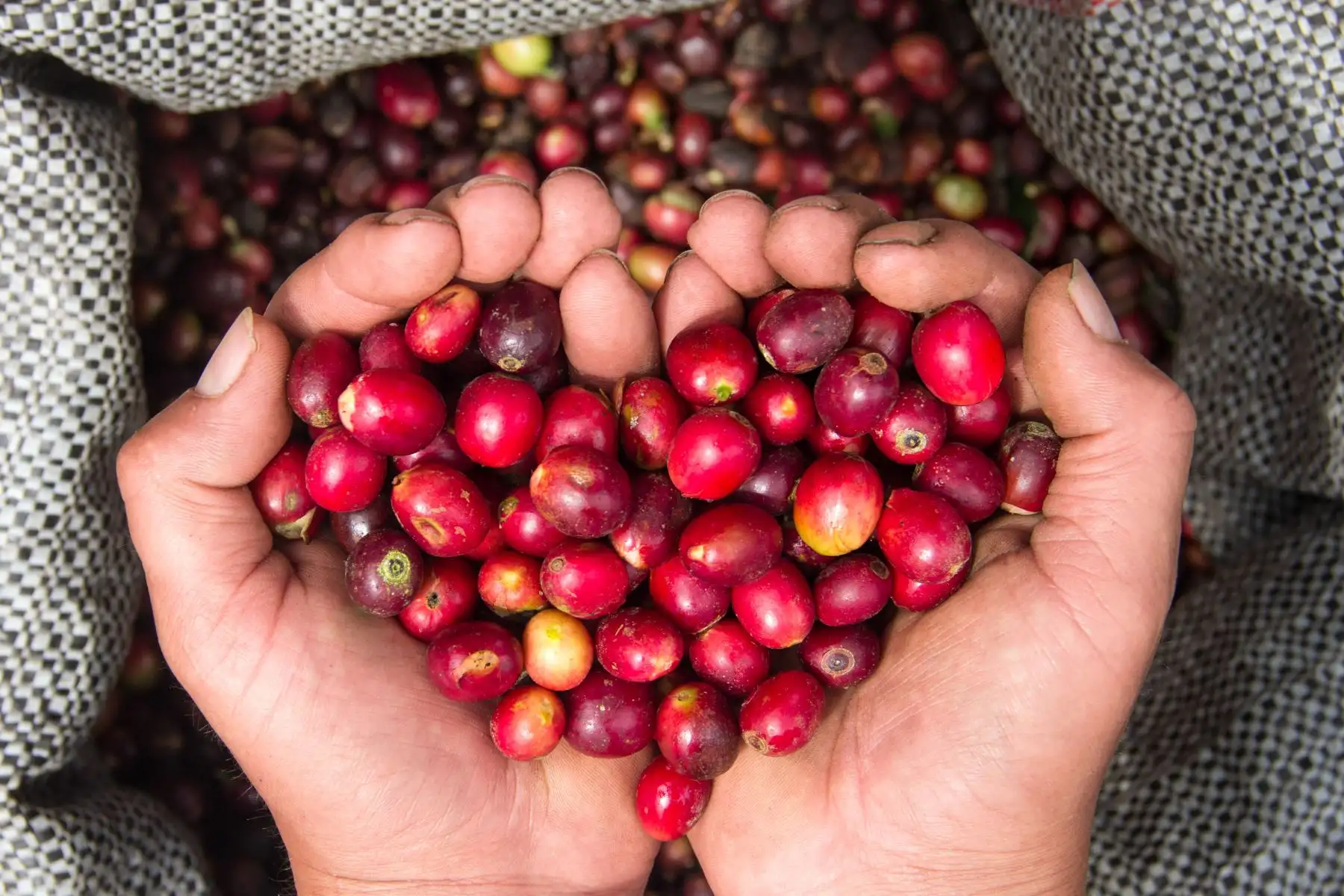Manos de socio con cerezas de café recién cosechadas